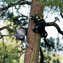 Tree Rescue Workshop